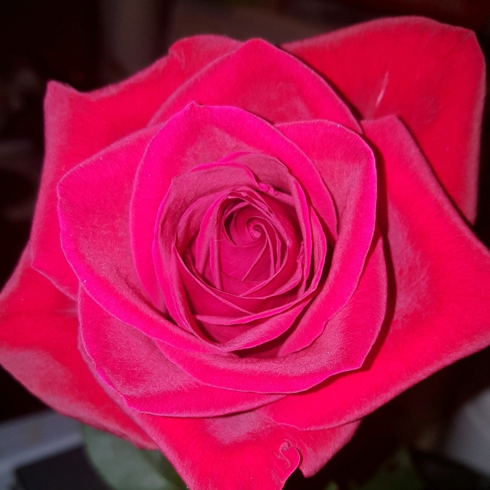 Meet your Posher, Brandi